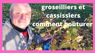 en novembre comment bouturer les groseilliers et les cassissiers [upl. by Halden]