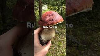 Ruby Porcino Boletus rubriceps found by Hernan Castro DesertAlchemist in Colorado [upl. by Chad]