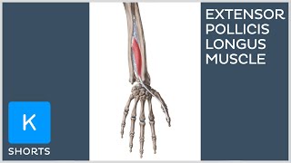 Extensor pollicis longus muscle in less than 1 minute  Kenhub shorts [upl. by Karen]