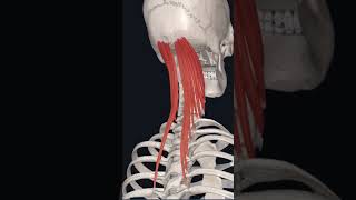 “semispinalis capitis 💪 muscle “ [upl. by Ardried]