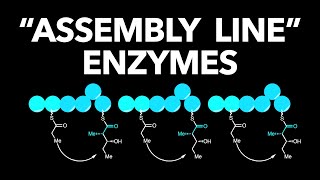 Natures Tiny Factories Fatty Acid Synthesis and Assembly Line Enzymes [upl. by Venus]