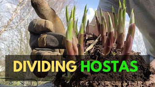 How to Divide Hostas Best Time to Divide Hostas and Other Planting Tips [upl. by Aserehtairam]