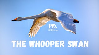 The Whooper Swan Wildlife Photography [upl. by Ladnik]