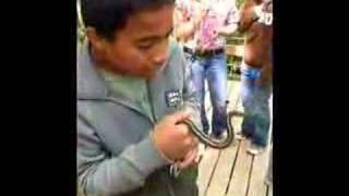 Garter Snakes Alive at Narcisse Manitoba [upl. by Babette]