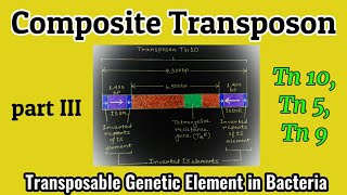 Composite Transposon Transposon in Bacteria  Transposons  Tn 10 Tn 5 Tn 9  AM Biologie Notes [upl. by Nidnal]