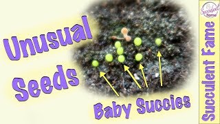 Succulent Seeds How to Grow Reliable Source amp Tips Mesembs amp More [upl. by Bertilla548]