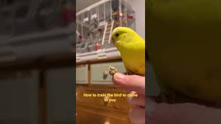 Budgie parakeet training [upl. by O'Connor416]