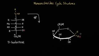 Converting an open chain monosaccharide into its cyclic structure [upl. by Kcire]