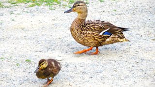 Mama Duck CALL SOUNDS to Her Babies [upl. by Michaelina]