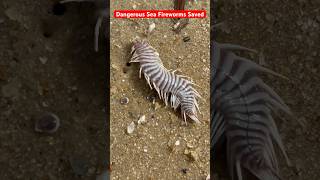 Sea Mice Natures Most Dangerous Rodents saved Shorts seamice fishing [upl. by Etnoid]