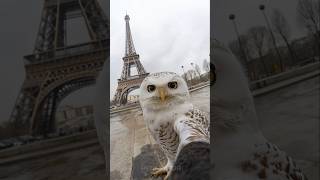 Owl Takes Selfie in Paris [upl. by Kataway]