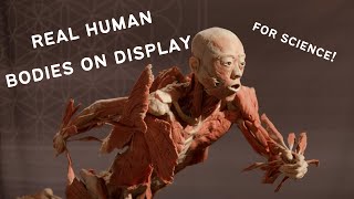 Body Worlds Cadavers on Display [upl. by Freddi]