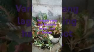 Variegata 1 milyard rupiah [upl. by Anurag]