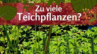 Zu viele Pflanzen im Teich Kann man es mit der Teichbepflanzung übertreiben [upl. by Alicia]