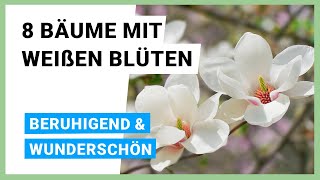 8 Bäume mit weißen Blüten beruhigend und wunderschön [upl. by Nagol435]