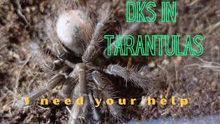 DKS dyskinetic syndrome in tarantulas  dks dksintarantulas dyskineticsyndromeintarabtulas [upl. by Caddric954]