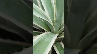 Agave angustifolia ☘️ plants flowers subscribe [upl. by Wurtz]