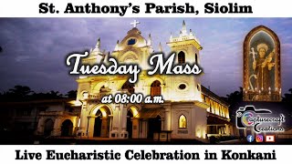 Tuesday Konkani Mass Live at 800am 19th Nov 2024  St Anthonys Church Siolim [upl. by Elyak]