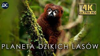 Lemury czy duchy zmarłych  Lasy Deszczowe Madagaskaru  4K  Seria Przyrodnicza Lektor PL [upl. by Godred638]