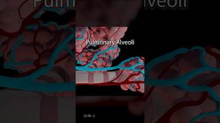 What Are Pulmonary Alveoli 3D Animation [upl. by Koal]