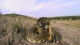 GoPro Rattlesnake Wranglers [upl. by Valerie735]