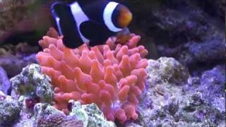 Clown Fish hosting a Rose Bubble Tip Anemone [upl. by Raviv]