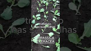 BRASSICA OLERACEA AKA COUVE PENCA [upl. by Donn]