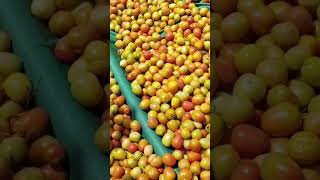 syngenta company ka tamatar 1057 shandar variety tomato [upl. by Jankey238]