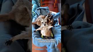 A free kangaroo babysittershorts animals kangaroo rescue [upl. by Xenophon]