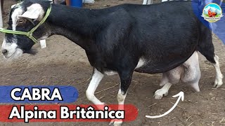 CABRAS LEITEIRAS ALPINA BRITÂNICA NO TORNEIO LEITEIRO PARTE 3 ALTA PRODUÇÃO DE LEITE cabras [upl. by Aulea]