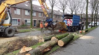 Bomenkap  Cutting Elm trees [upl. by Neelloj416]