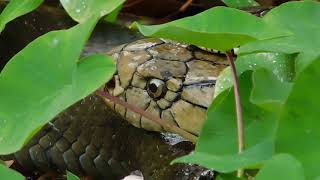 King cobra attack [upl. by Daggett]