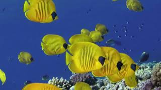 Snorkeling and Diving in Hurghada Red Sea [upl. by Julissa]