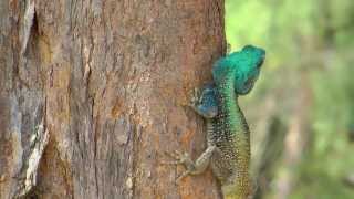 MOZAMBIQUE  PART 1 BLUE HEADED AGAMA [upl. by Cosetta869]