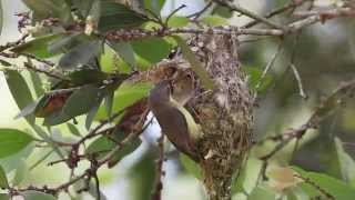 Little Bronze Cuckoo with Goldenbellied Gerygone hosts [upl. by Anelrac]