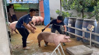 Sold 30 pigs to traders [upl. by Casar]