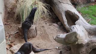 African SpottedNecked Otters Scent Marking [upl. by Jadwiga348]