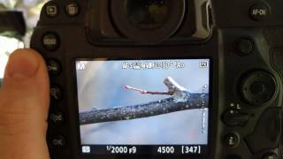 Test Tamron 150600mm G2 sur Nikon D5 la stabilisation [upl. by Eudoxia740]