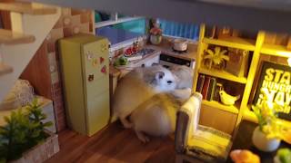 Funny Roborovski Hamsters Baby Playing In Miniature House DIY [upl. by Faires]