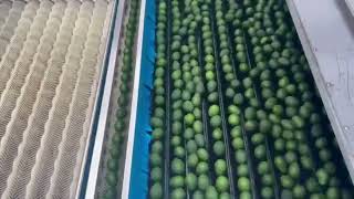 Peruvian Avocados going through packing line with Akorn Natural™ coating [upl. by Assirrak406]