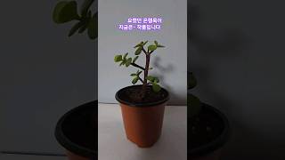 portulacaria afra Hybrid은행목키우기은행목분갈이 [upl. by Akirea]