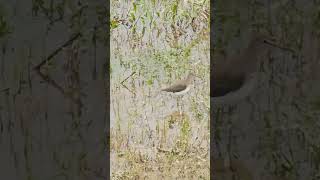 Green sandpiper bird on water shortsfeed youtube youtubeshorts birdslover highlights [upl. by Aztilay]