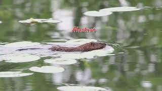 Beaver and Muskrat Petrie Island [upl. by Lrub]