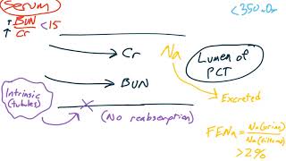 Renal pathology 1 [upl. by Salkin]