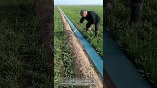 Use Cheap Disposable Irrigation Hoses To Water The Wheat Field [upl. by Oly740]