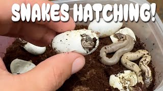 BABY SNAKES HATCHING OUT OF THIER EGGS [upl. by Sonitnatsnok977]