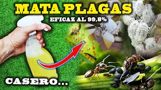 MATA todas las PLAGAS de tus plantas con el INSECTICIDA CASERO más eficaz [upl. by Stewart]