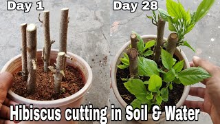 Easiest way to Gow Hibiscus from cutting with 100 Result Hibiscus cutting in water and soil [upl. by Assi]