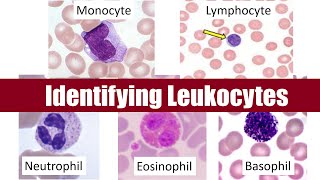 Identifying Leukocytes [upl. by Nnybor]