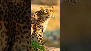 The fleeting eyes of a leopardess photography wildlife shorts [upl. by Tiedeman]